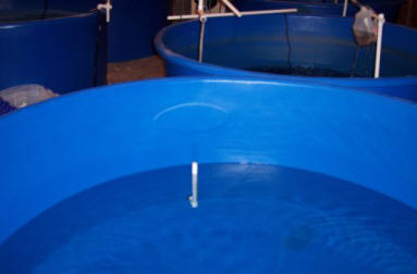 460 gallon aquaculture tanks