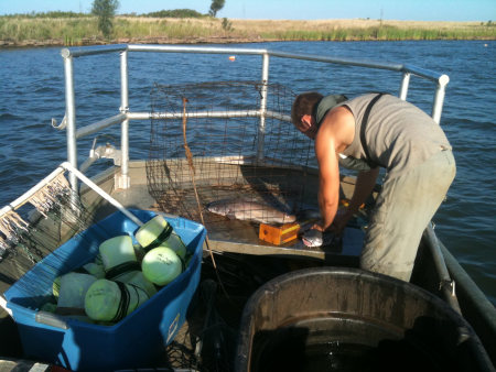 jug fishing for blue catfish