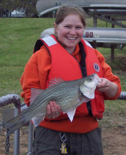 Sampling hybrid striped bass to assess relationships between gizzard shad abundance and piscivore abundance and condition