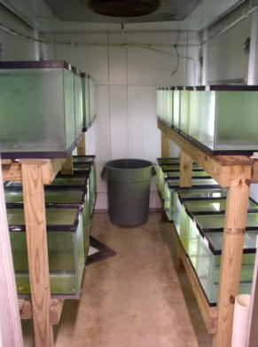 fish tanks in environmental chamber used to test effects of yoy bluegill size and food availabiltiy on overwinter survival
