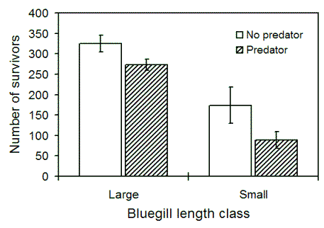 effects of predation risk on overwinter survival of two sizes of young of year bluegill