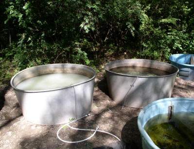 wetlab tanks used to test the effects of turbidity on largemouth bass prey selection