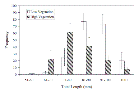 Effects of vegetation density on the growth rate of juvenile bluegill