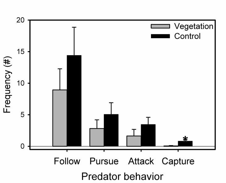 effects of macrophyte stem density and complexity on foraging return of pre-piscivorous juvenile largemouth bass