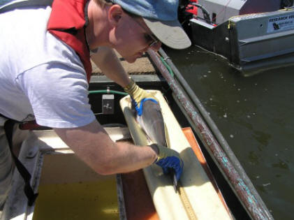 sampling catfish to assess factors related with maximal growth rates